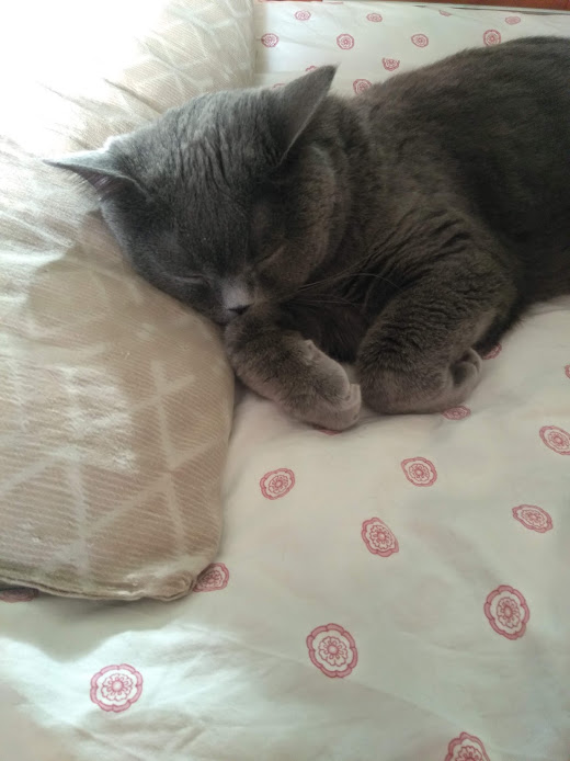 ̶К̶о̶р̶о̶н̶  Котовторник!