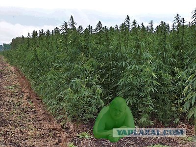 Увеличьте грудь, волоски на лобке. 10 фото