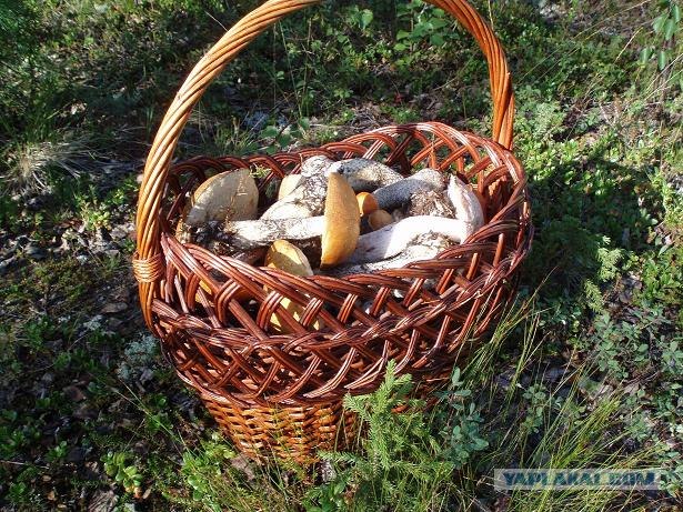 Просто природа, северная