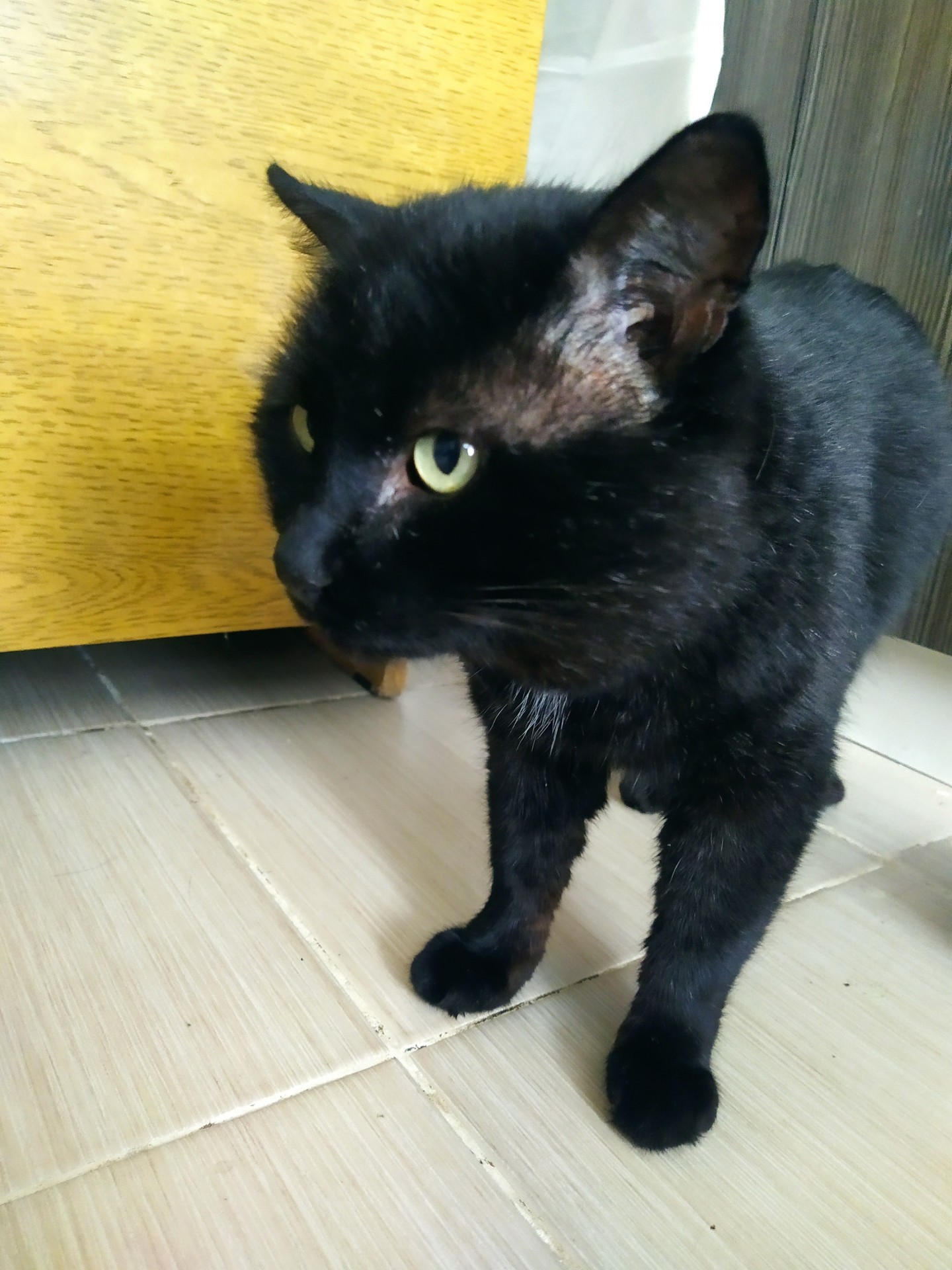 Котовторник