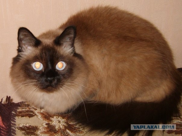 Котовторник 16.04.2013
