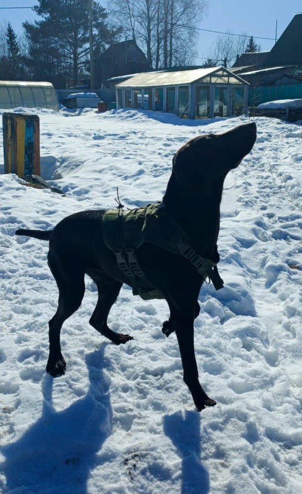 Собакочетверг!