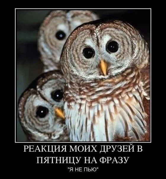 Дневник бросающего пить