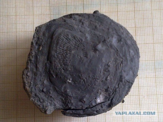 Окаменелости