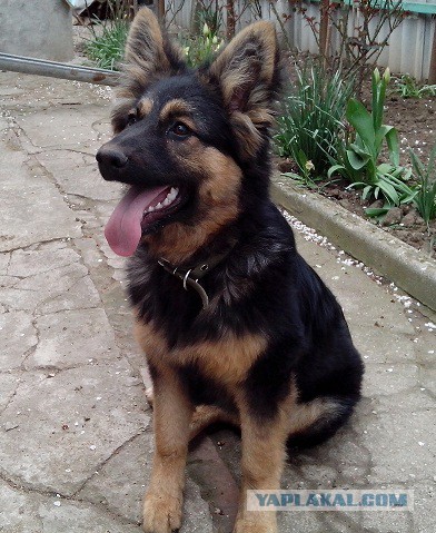 Мой малый друг Мухтар