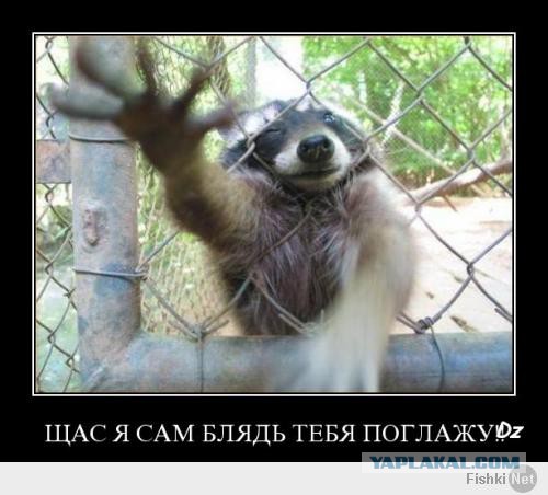 Угостили "зашедшего на огонек" енота морковкой