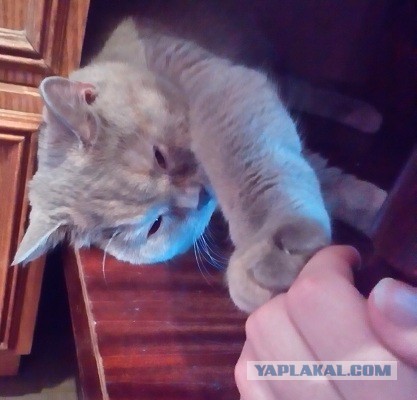 Котовторник 11.11.2014