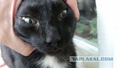 Инструкция: как правильно купать кота