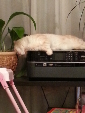 Котовторник  21.07.2015