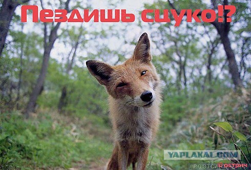 Уровень образования и интеллект
