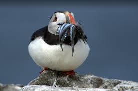 Милая птичка просит покушать!