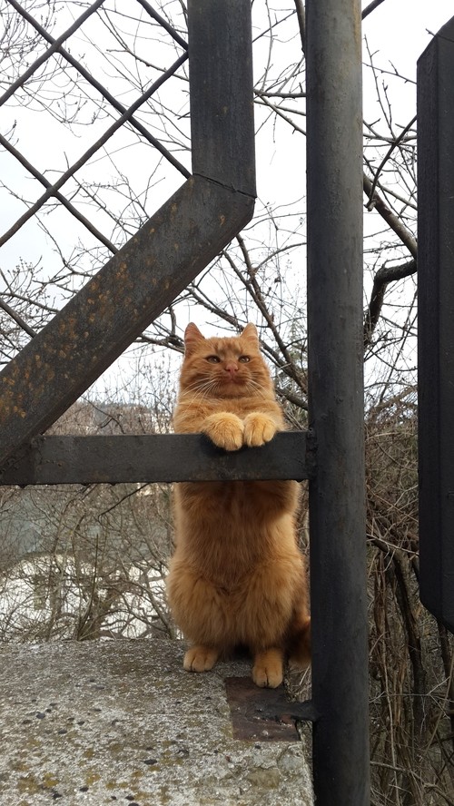 Коты Крыма
