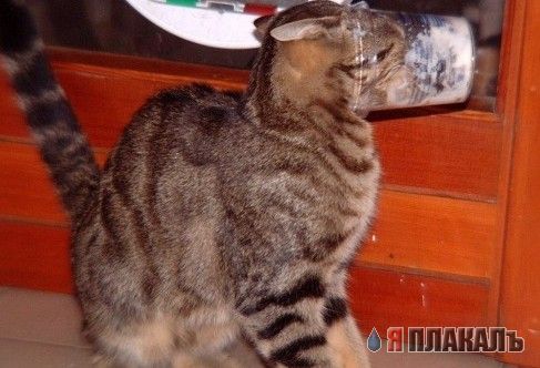 Коты, кошки, котята