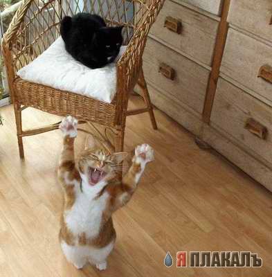 Коты, кошки, котята