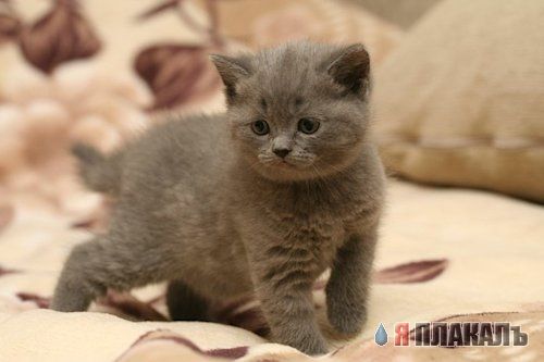 Вторничный котомёт!