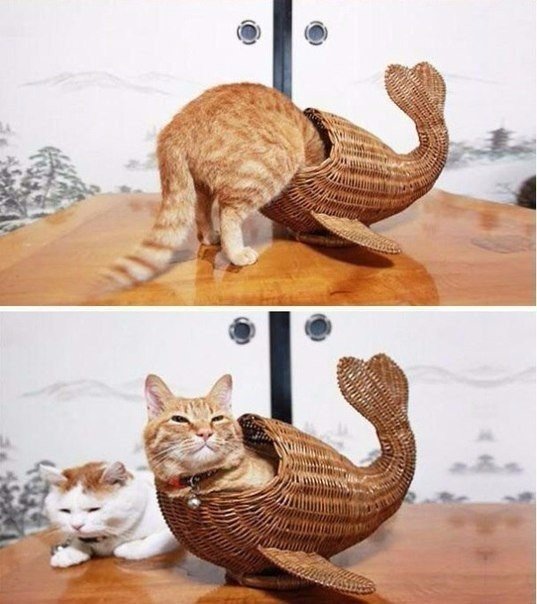 Божьи твари