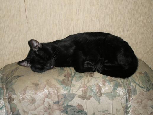 Зимний котомёт
