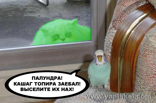 Барсик и Кеша (жесть)