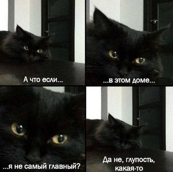 10 брутальных уличных котов