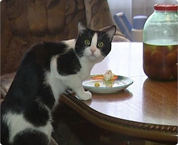 Коты из сети