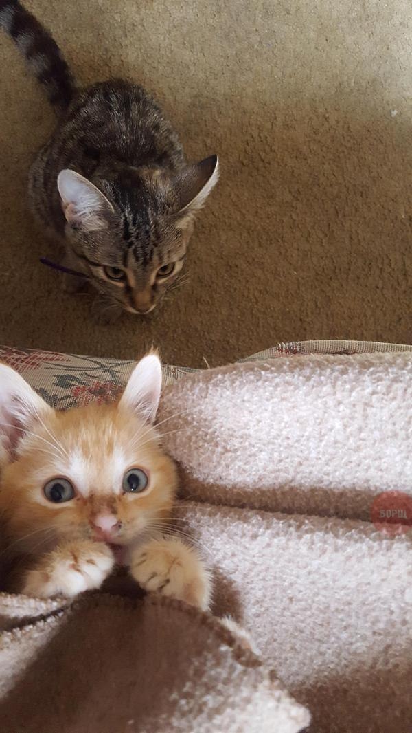 Коты из сети