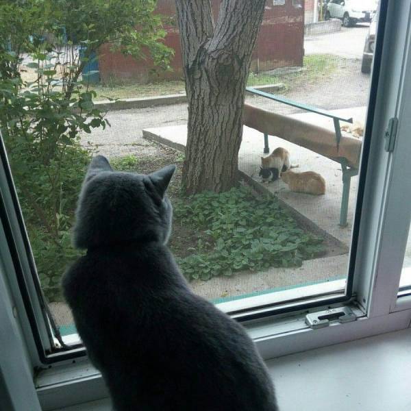Котовторник 16.05.2017