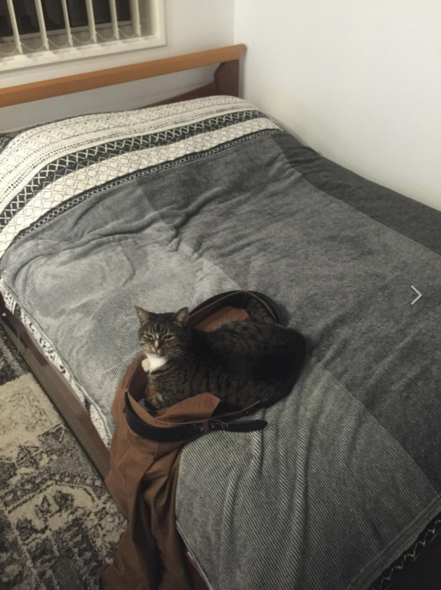 Коты и Кошки