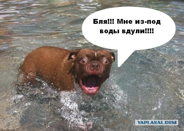 Жабельный собакен