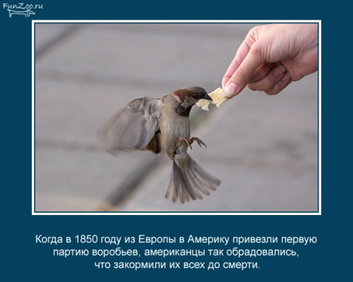 23 интересных факта о животных, которые вас удивят
