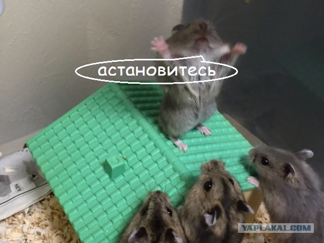 26 фото для тех, кому поднадоели кошечки и собачки