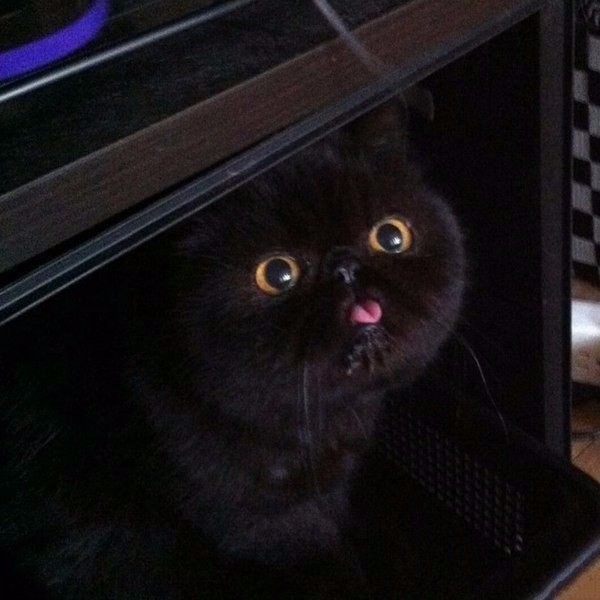 Коты и Кошки