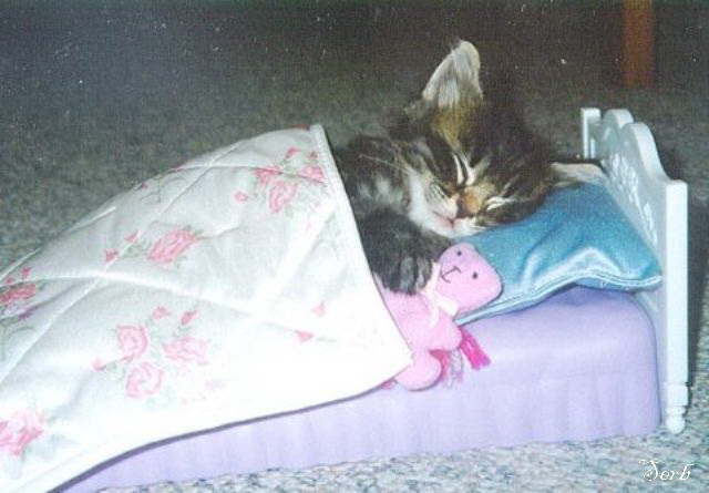 Котэ и кровать