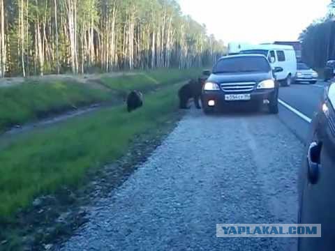 К ссущим на обочине