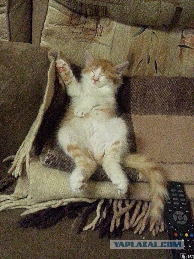 Фотобомбы котов