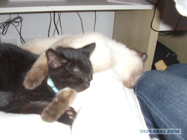 Котовторник на ЯПлакалъ! От числа 09.09.08