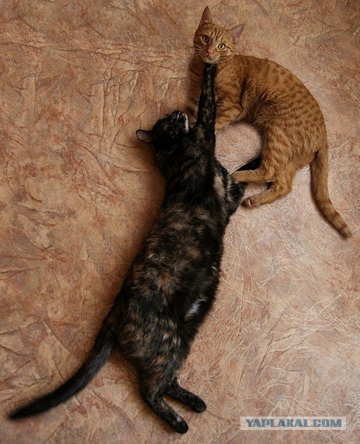 Сегодня котовторник, а котиков все нет