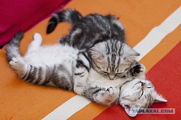 Котейкин вторник! Космический 12.04!