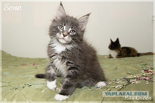 Котовторник 06.12.2011