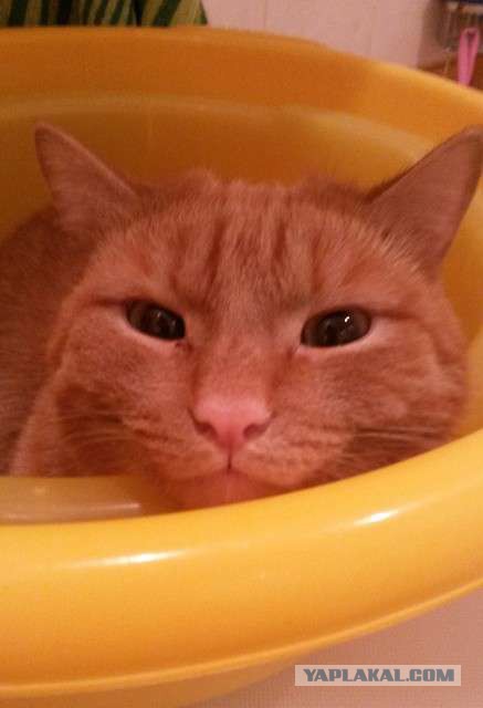 К котовторнику. Почему дома нужен котик