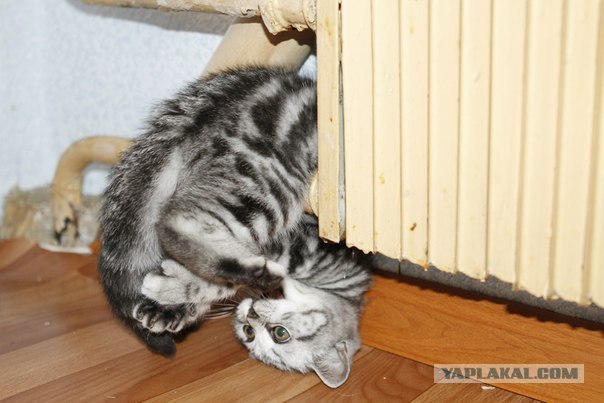 Котовторник (28.02.2012)
