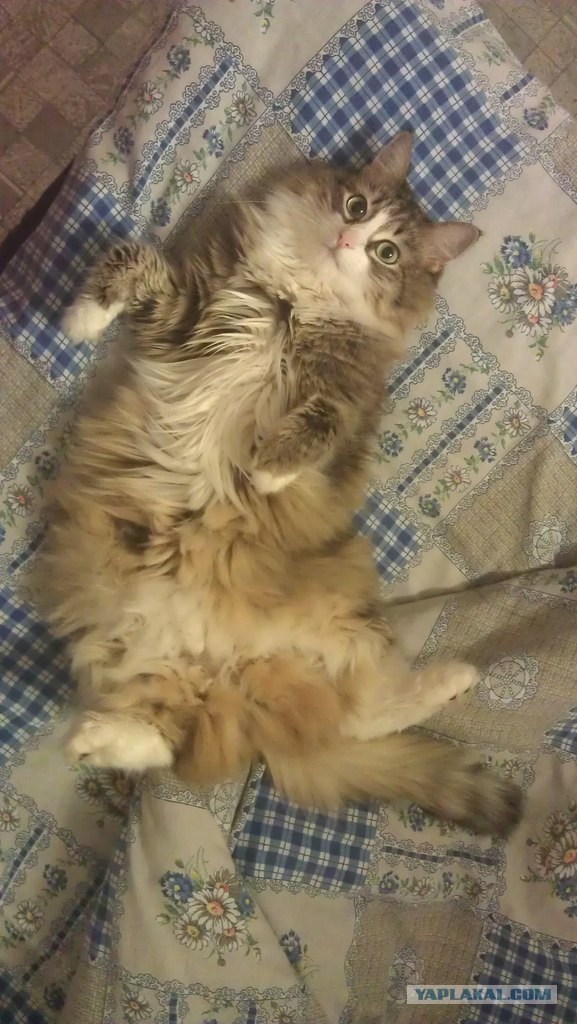 16 лучших котов сезона