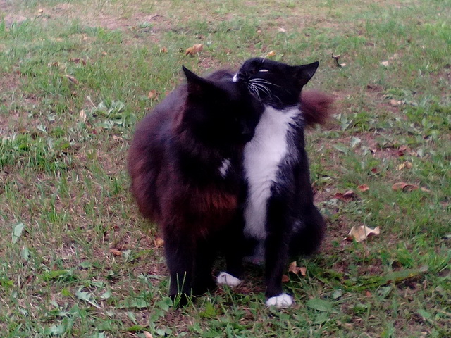 Котовторник 26.02.2019