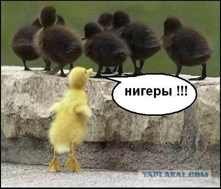 Лебедь: Почему это безумно опасное существо?