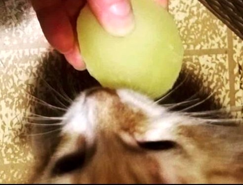 Что любят котики...