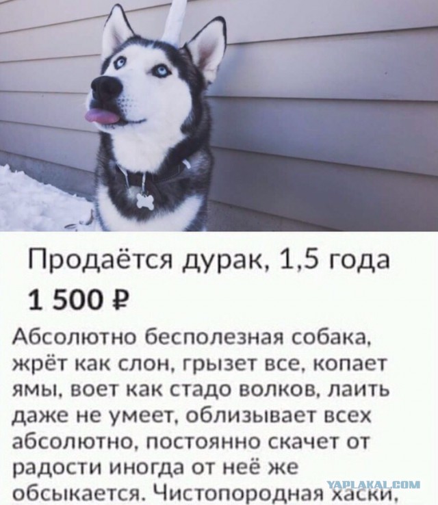 Собака прилипла языком на морозе
