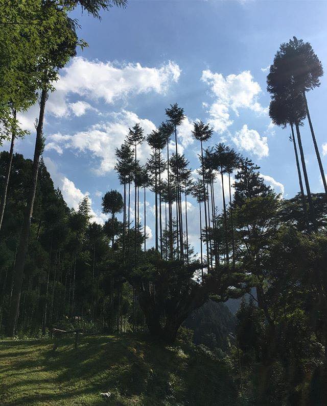 Дайсуги — уникальная японская техника выращивания деревьев