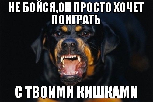 Сегодня ночью в Ростове стая бездомных собак, пытаясь достать кошку из под капота, растерзала припаркованный Ситроен