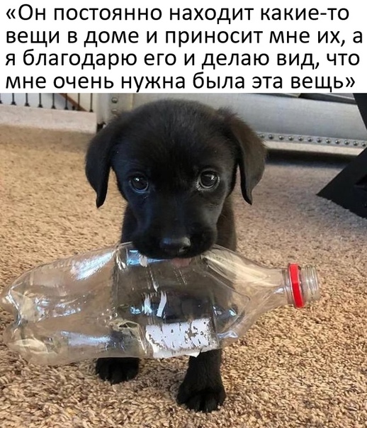 "Купил коту игрушку" и другие картинки