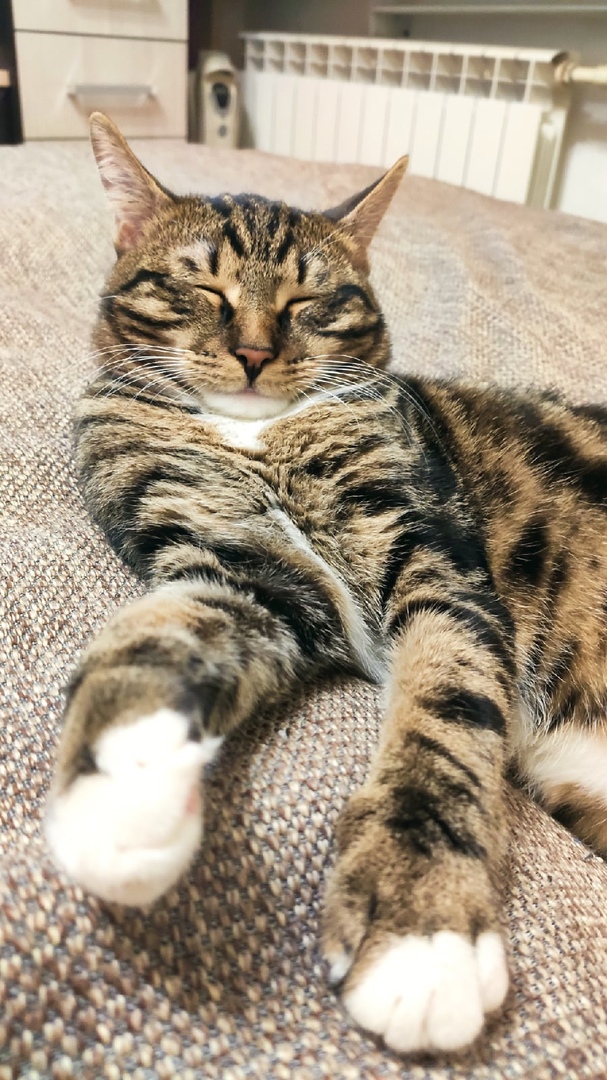 Котовторник 21.12.21