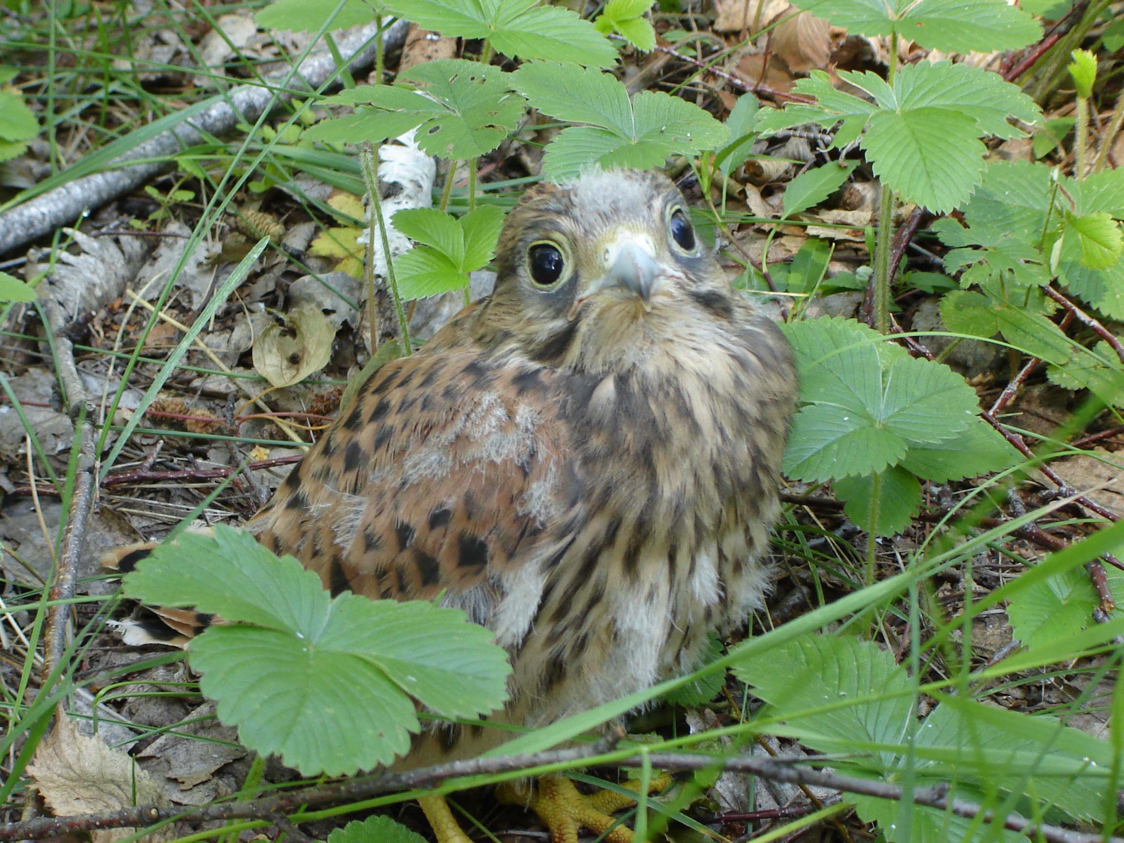 Птенцы коршуна